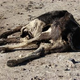 Image for article titled A Wave of Cattle Mutilations and "Strange Lights" in Argentina